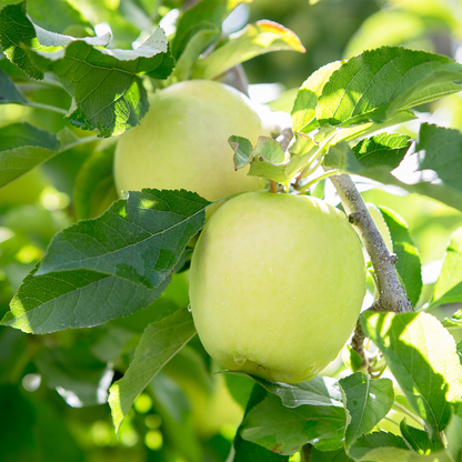 Lemonade Apples™ (12 pieces)