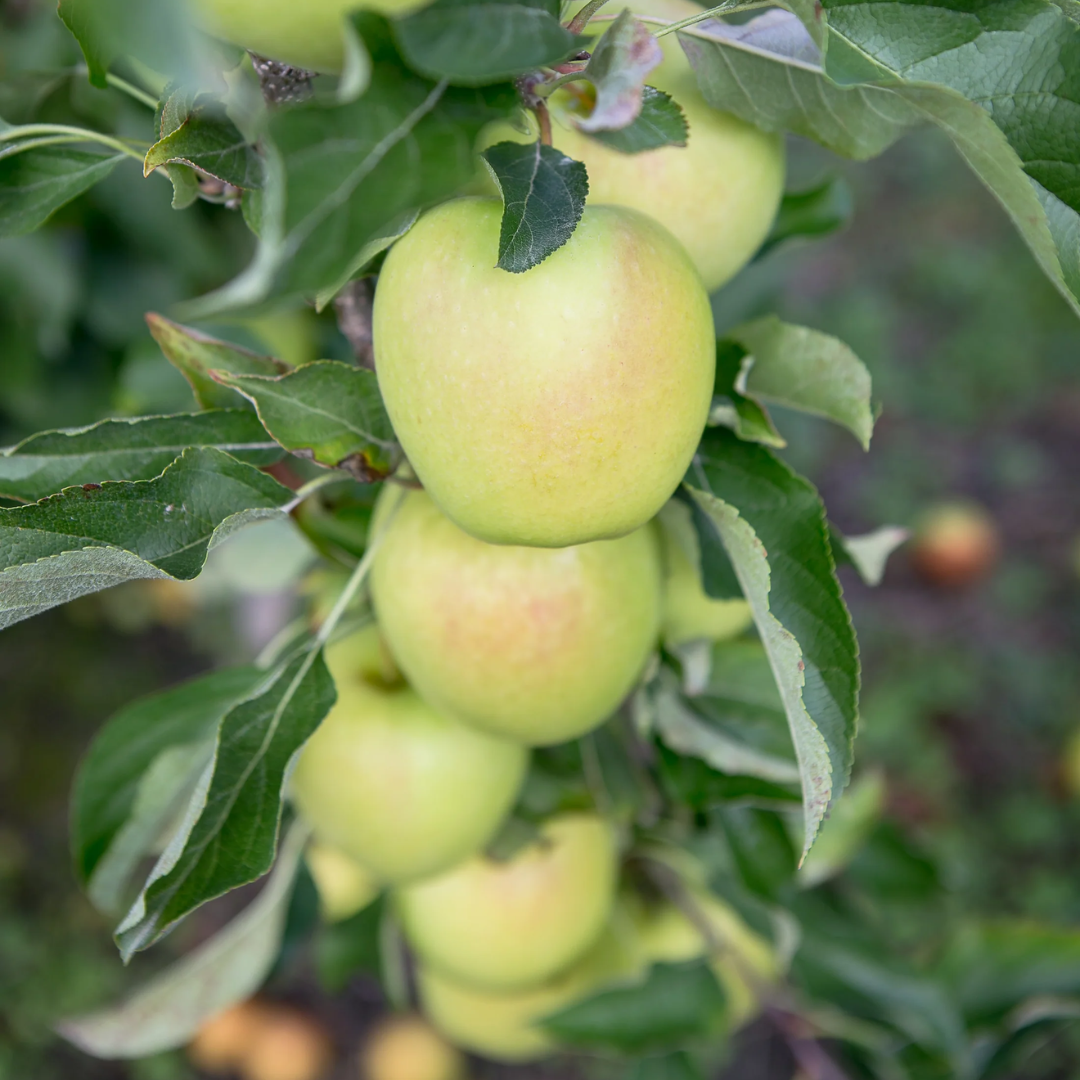 Lemonade Apples (9 pieces)